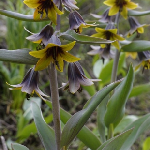 Fritillaria korolkowii